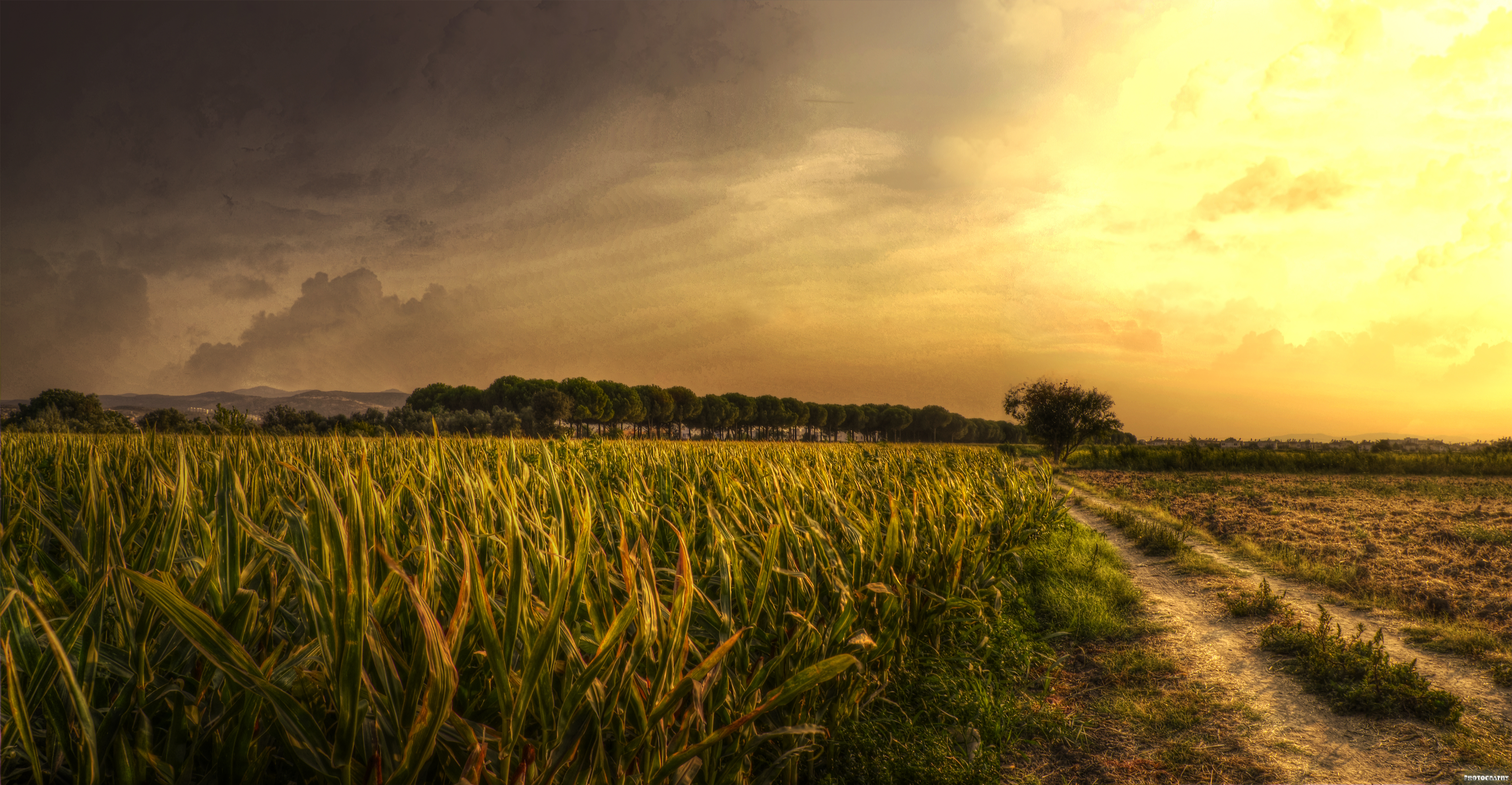 Natural Symphony