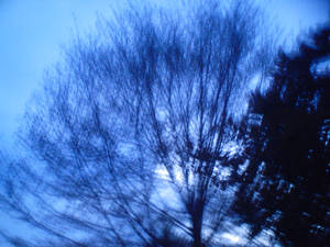 Twilight Treetop