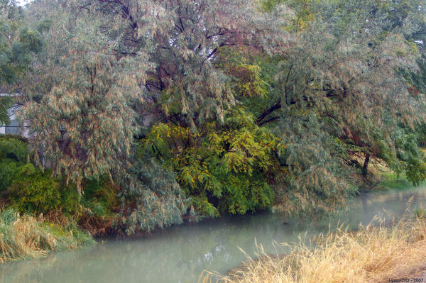 The Canal Behind My House