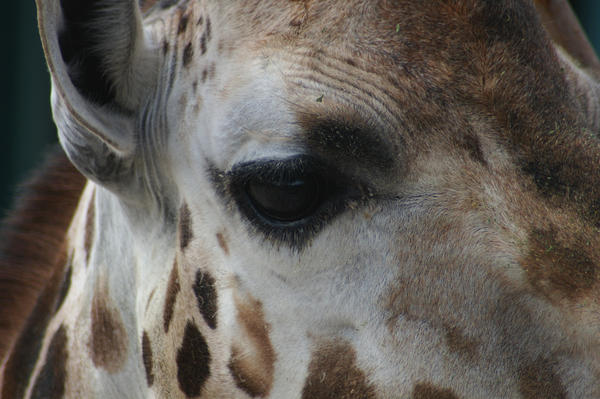 Hogle Zoo - Giraffe Eye