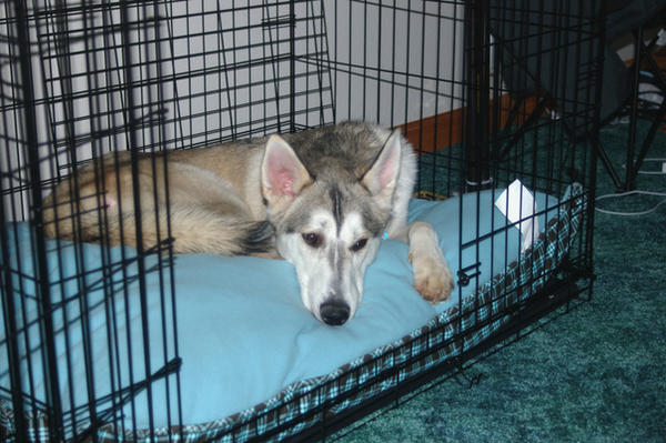 Kipp The Husky - Crated Kipp