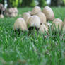 mushroom's haven 3