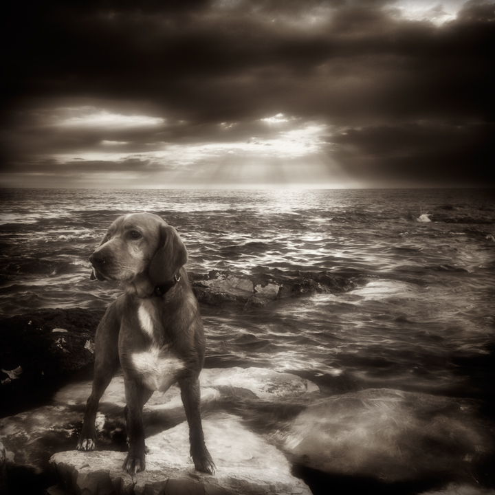 Dog...sea...