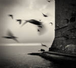 Birds... by denis2