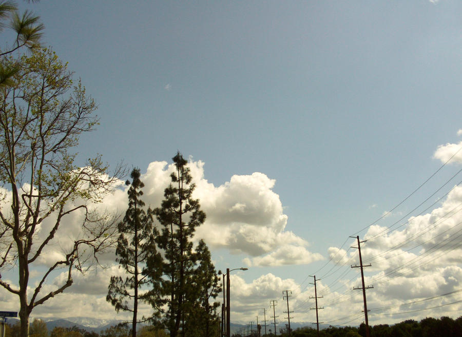 Clouds Above The Pine Trees