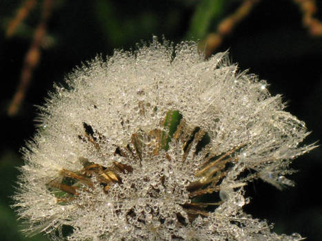 Jeweled Dandilion Puff