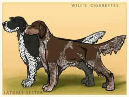 Latgale setter on cigarettes card