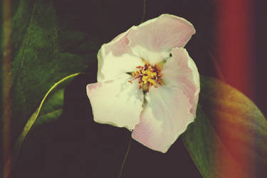 Quince flower