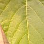 Leaf