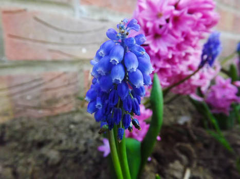 purple and pink flowers