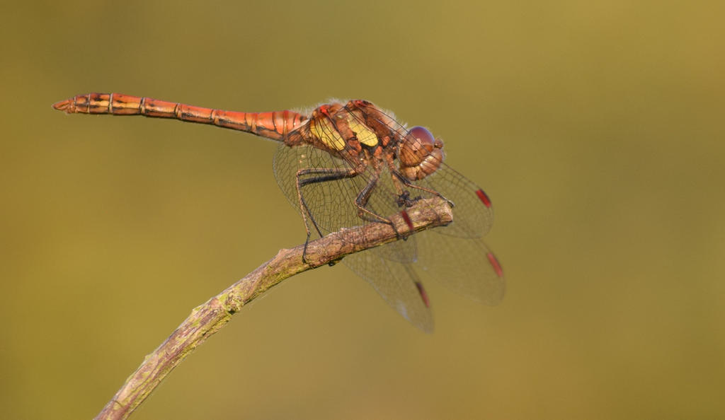 Summer Dragonfly