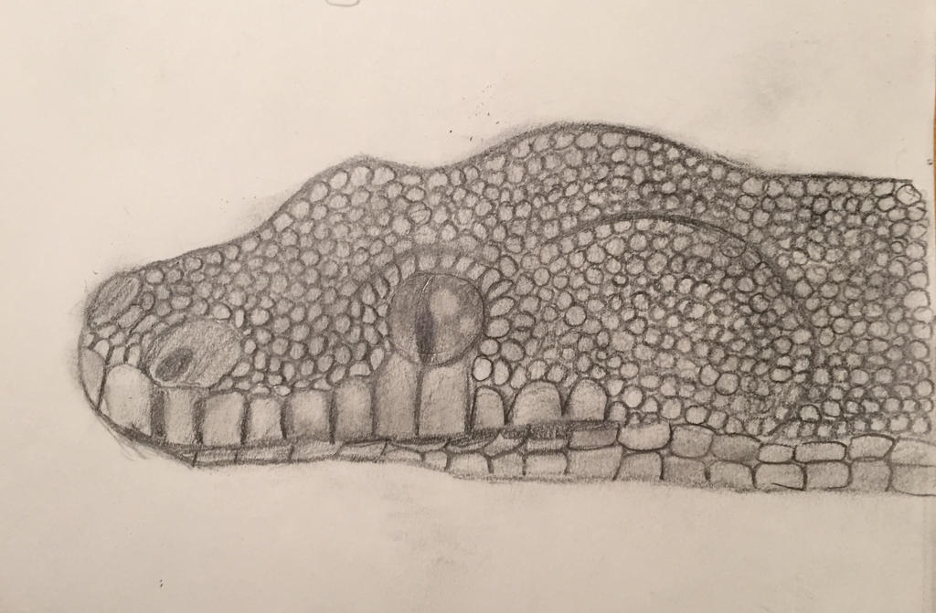 Green Tree Python Sketch by Lonely-Digging on DeviantArt