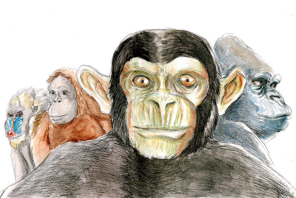 Primates Deviantart Base Primates by Cearkai on DeviantArt