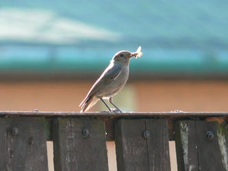 Black Redstart