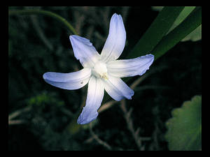 Flower_3