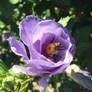 Bee in a flower