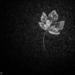 Lone Leaf by shadowfoxcreative