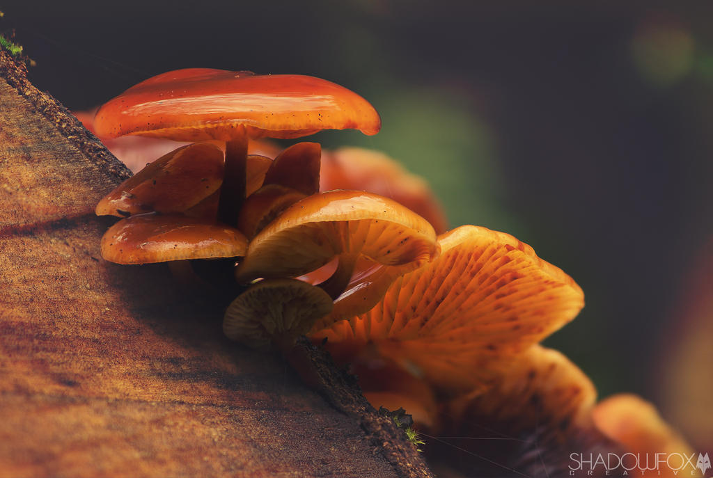 Fungi-2 by shadowfoxcreative