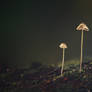 Fungi-10