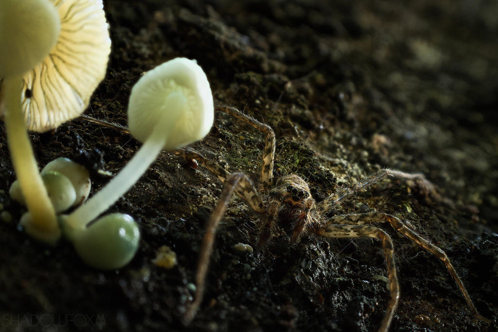 Mushroom farmer