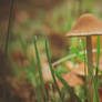 Fungi