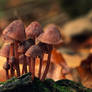 Fungi-2021--13