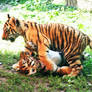 Tiger cubs playing 01