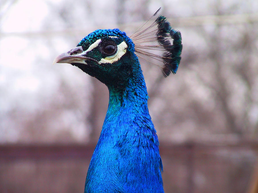 Peafowl 08