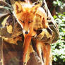 Red Fox 02
