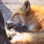 Red Fox 04