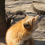 Red Fox 05