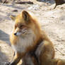 Red Fox 08