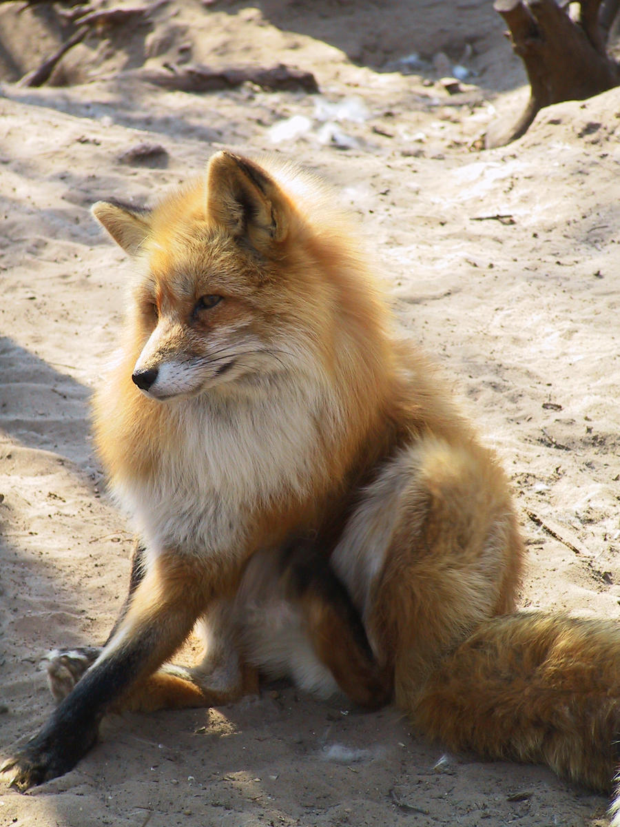Red Fox 08