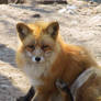 Red Fox 09