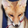 Red Fox Loki 08