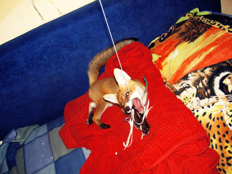 Red Fox Eshu 06
