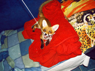 Red Fox Eshu 07