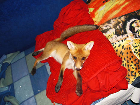 Red Fox Eshu 11