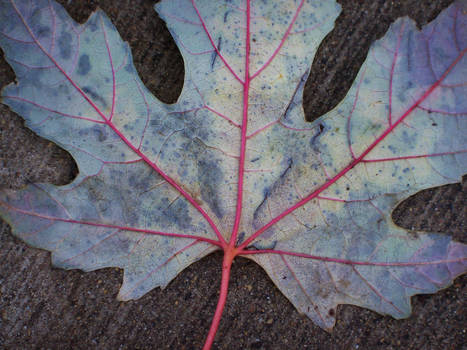 Scarlet Veins