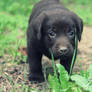 Puppy labrador