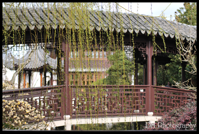 Portland Chinese Gardens XV
