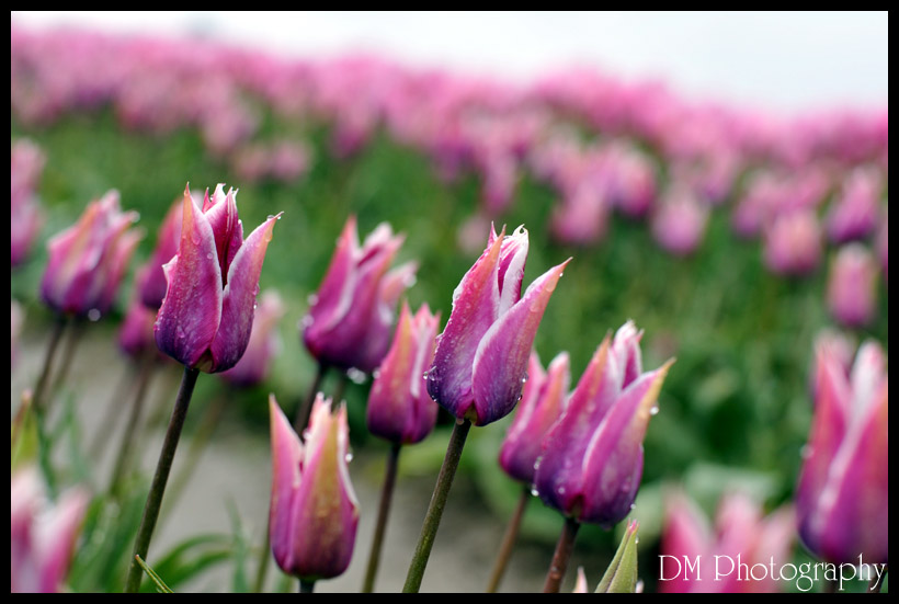 Tulip Town II