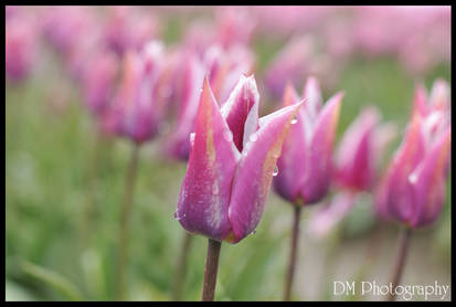 Tulip Town III