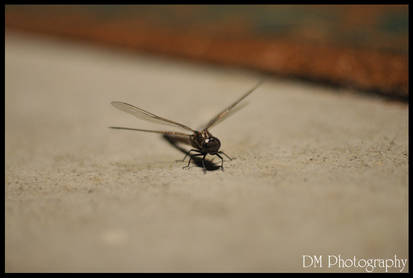 Porch Fly