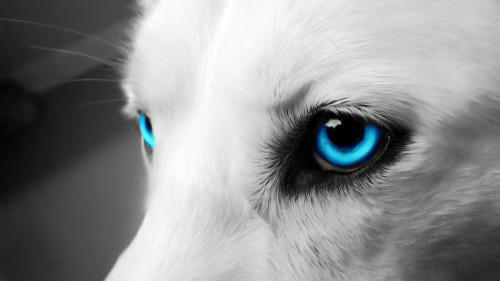 Wolf Eye Edit