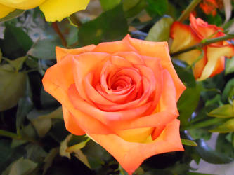 orange rose