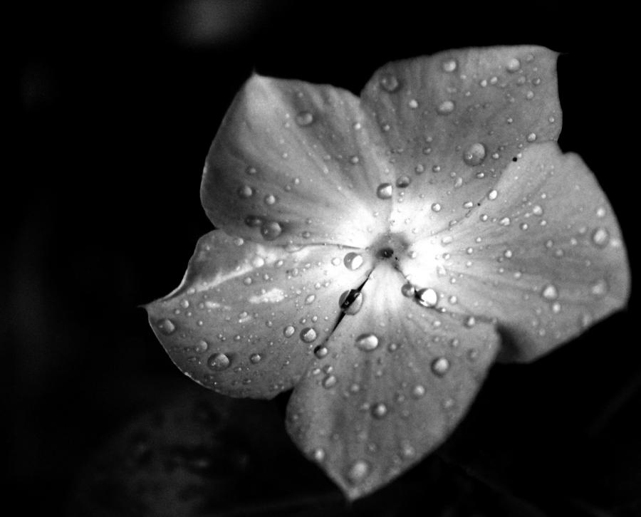 Black And White Flower By Brony114 On DeviantArt black-and-white-flower-by-brony114-on-deviantart