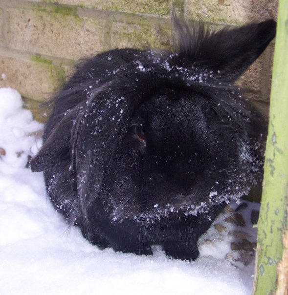 Snow bunny 2 by TreeshaP on DeviantArt