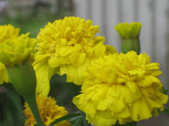 Yellow flowers