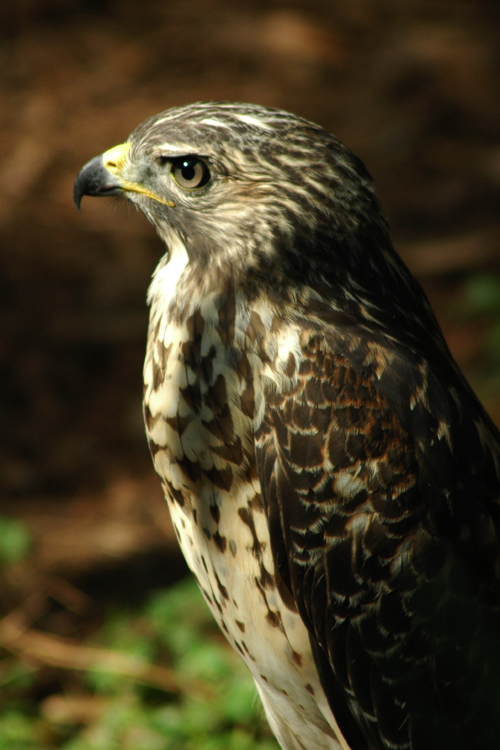 Juvenile Red Shouldered Hawk